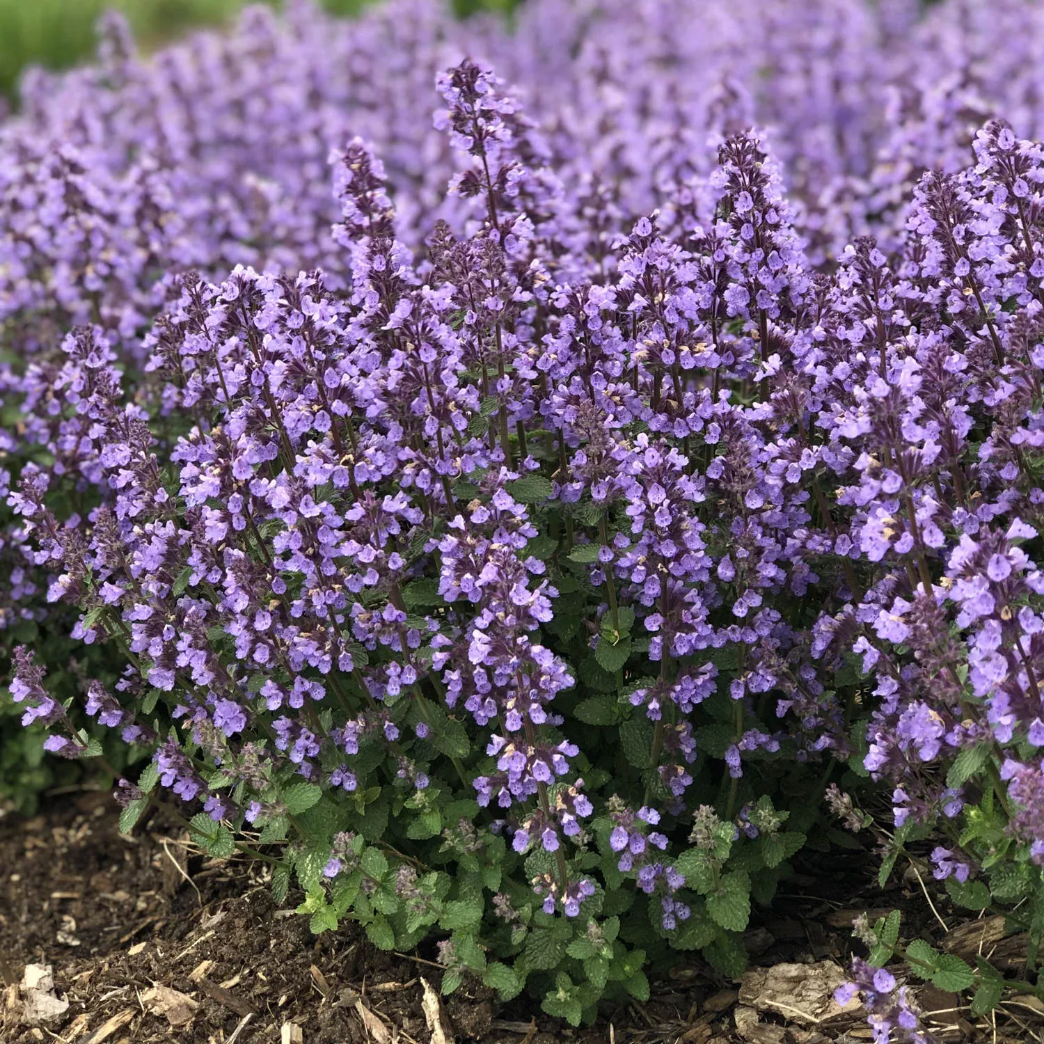 ‘Cat’s Pajamas’ Catmint (Nepeta)