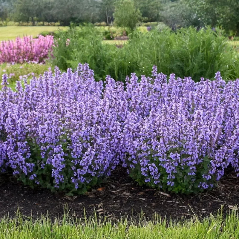 ‘Cat’s Pajamas’ Catmint