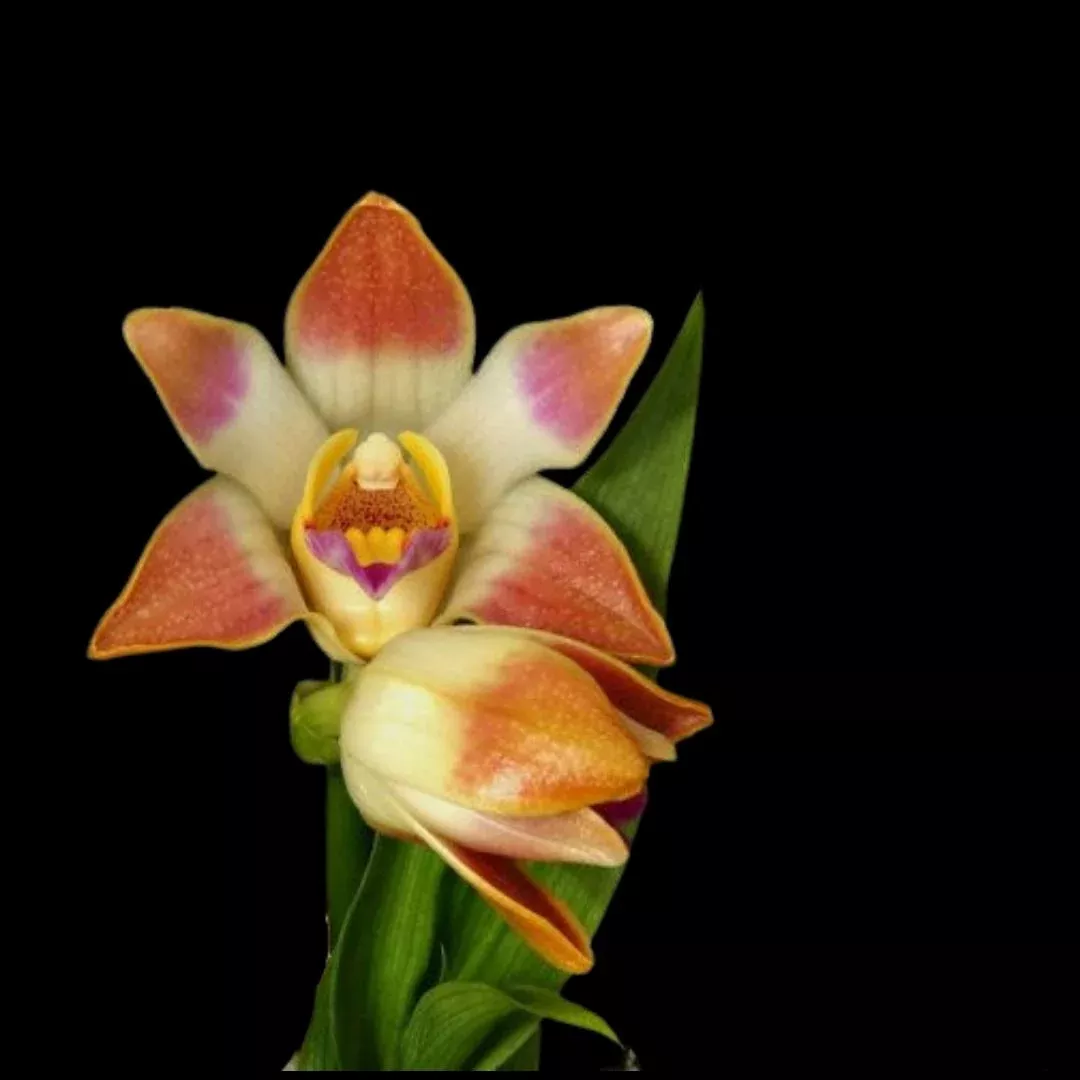 Catasetinae Alliance: Chysis limminghei