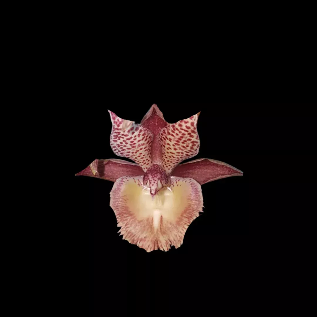 Catasetum Frilly Doris