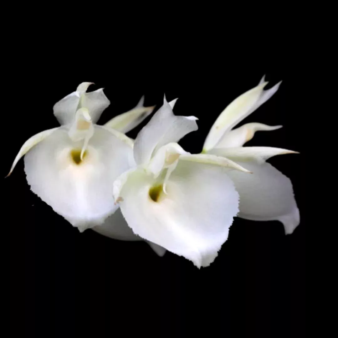 Catasetum pileatum var. alba
