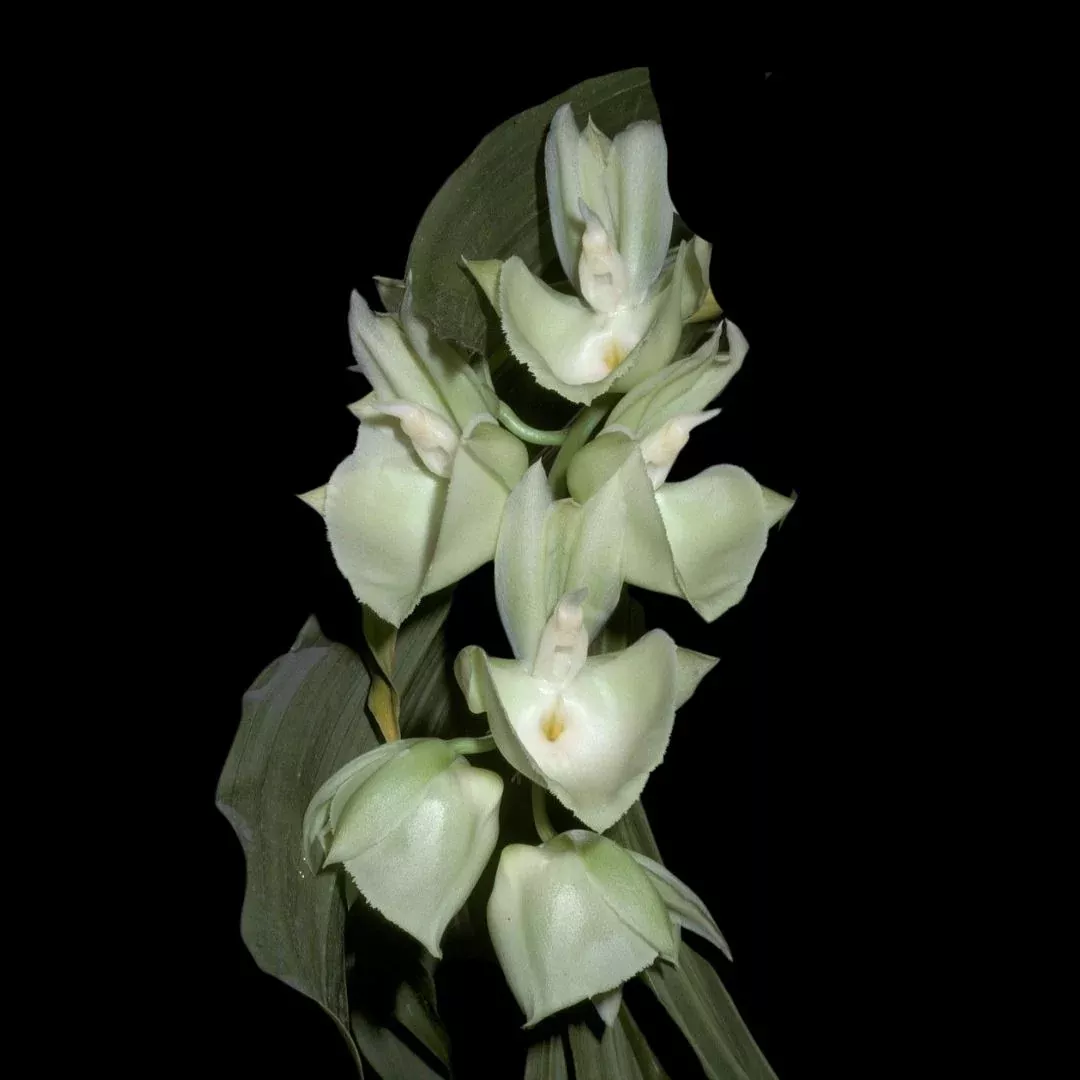 Catasetum planiceps