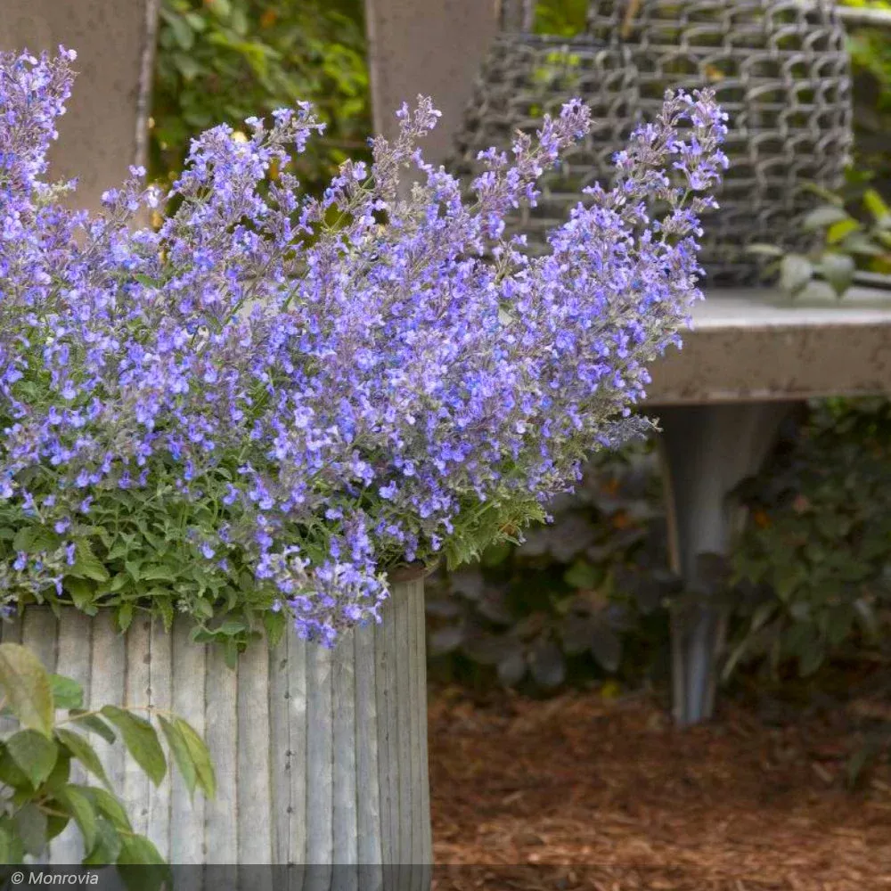 Catmint, Junior Walker #2