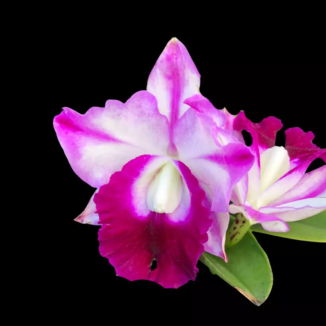 Cattleya Alliance: Memoria Robert Strait ‘Islander Delights’
