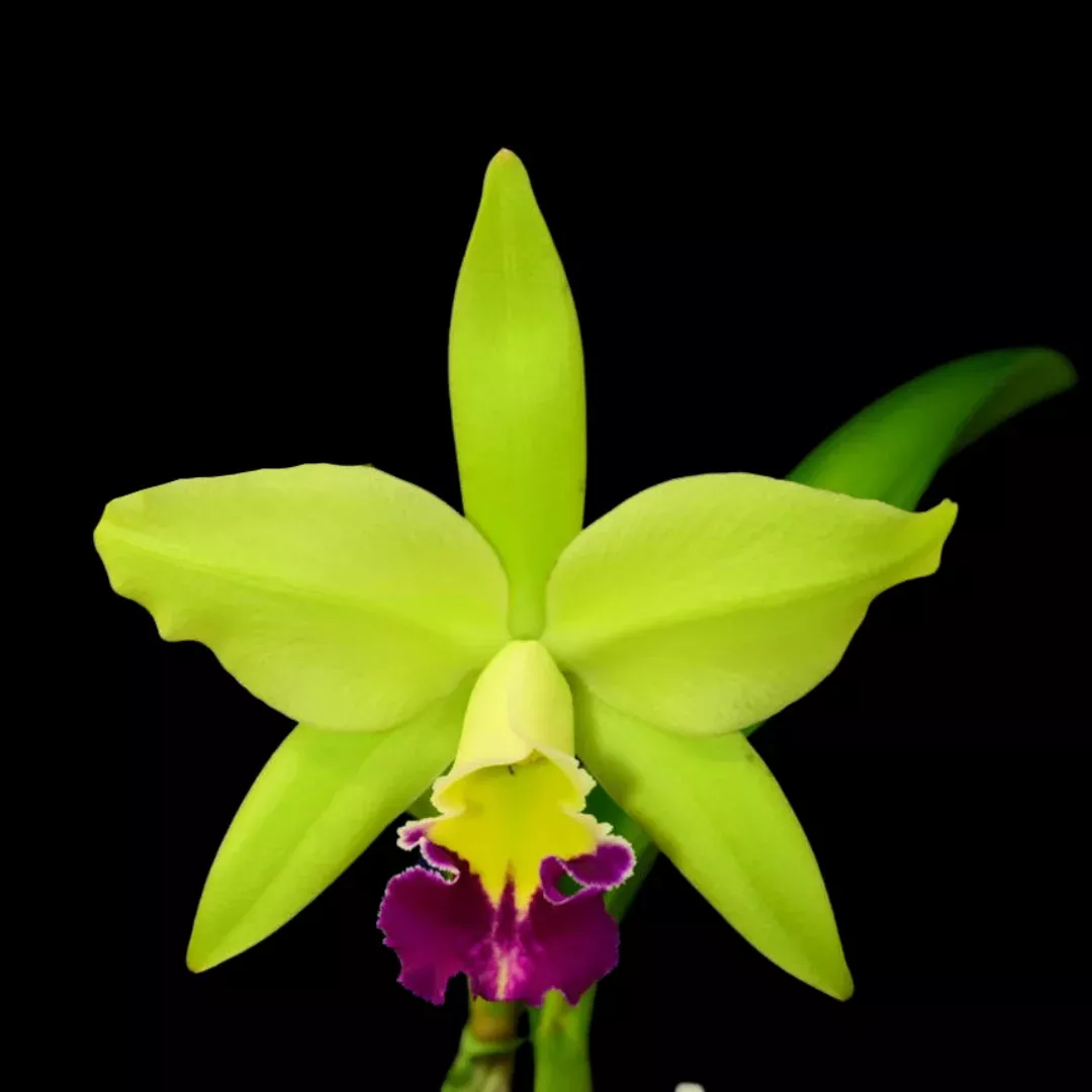 Cattleya Alliance: Rlc. Greenwich ‘Elmhurst’