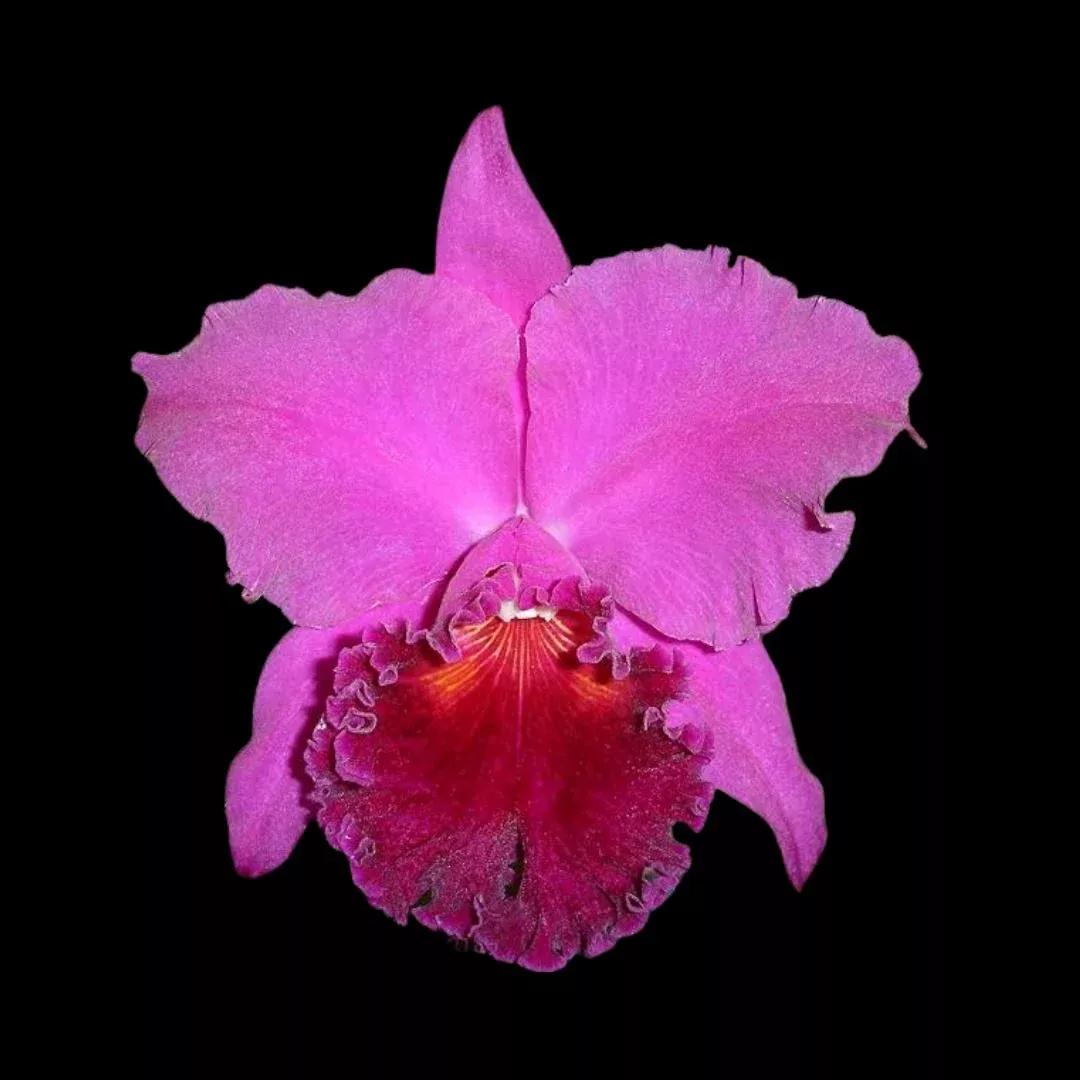 Cattleya Alliance: Rlc. Haruko Kanzaki ‘Volcano Queen’