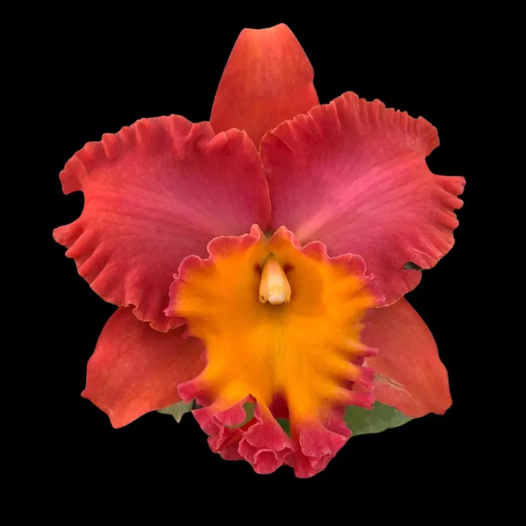 Cattleya Alliance – Rlc. Orange Diamond
