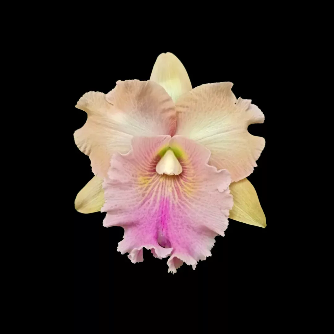 Cattleya Alliance: Rlc. Siam Pacific Delight