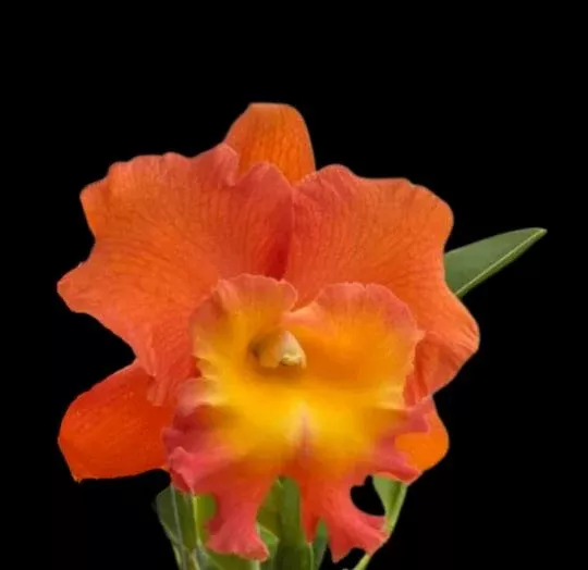 Cattleya Alliance: Rlc. Star of Siam ‘Pumpkin’