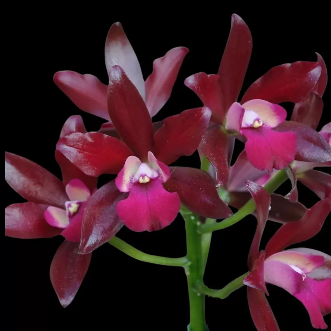 Cattleya Cattlianthe Sagarik Wax ‘African Beauty’
