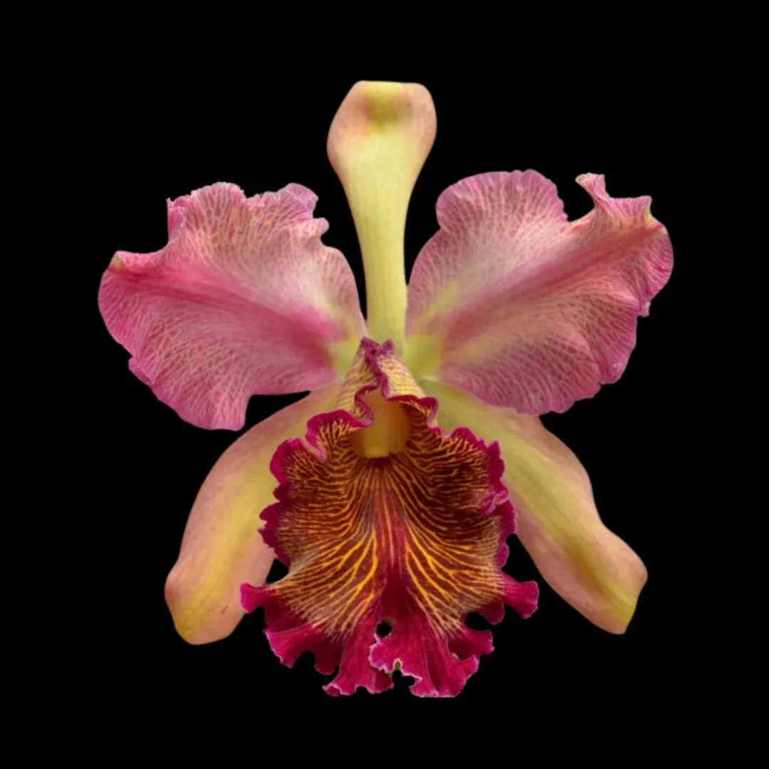 Cattleya dowiana var. rosita ‘Red Baron’