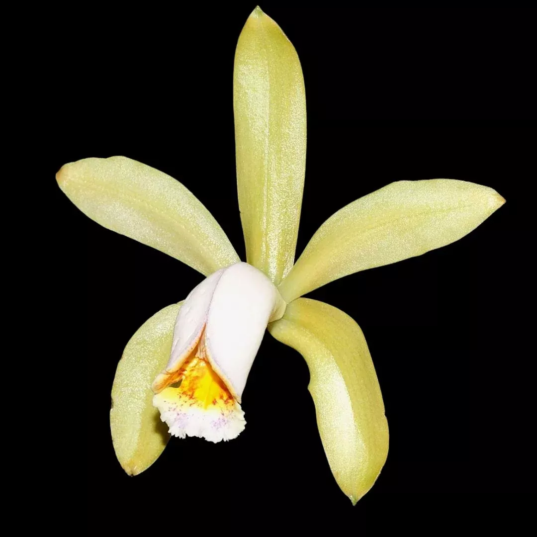 Cattleya forbesii var. aurea