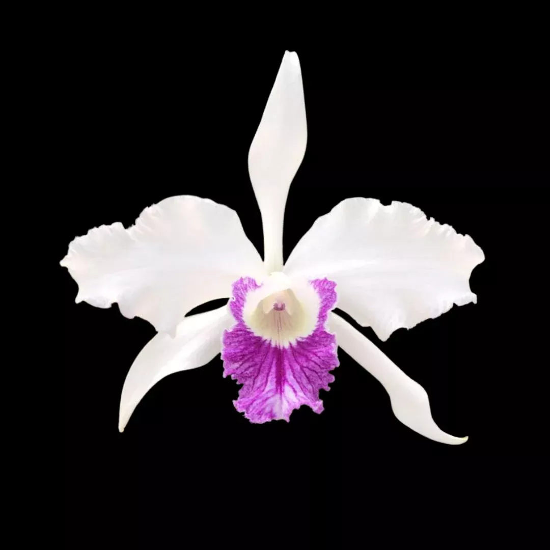Cattleya lobata var. semi alba
