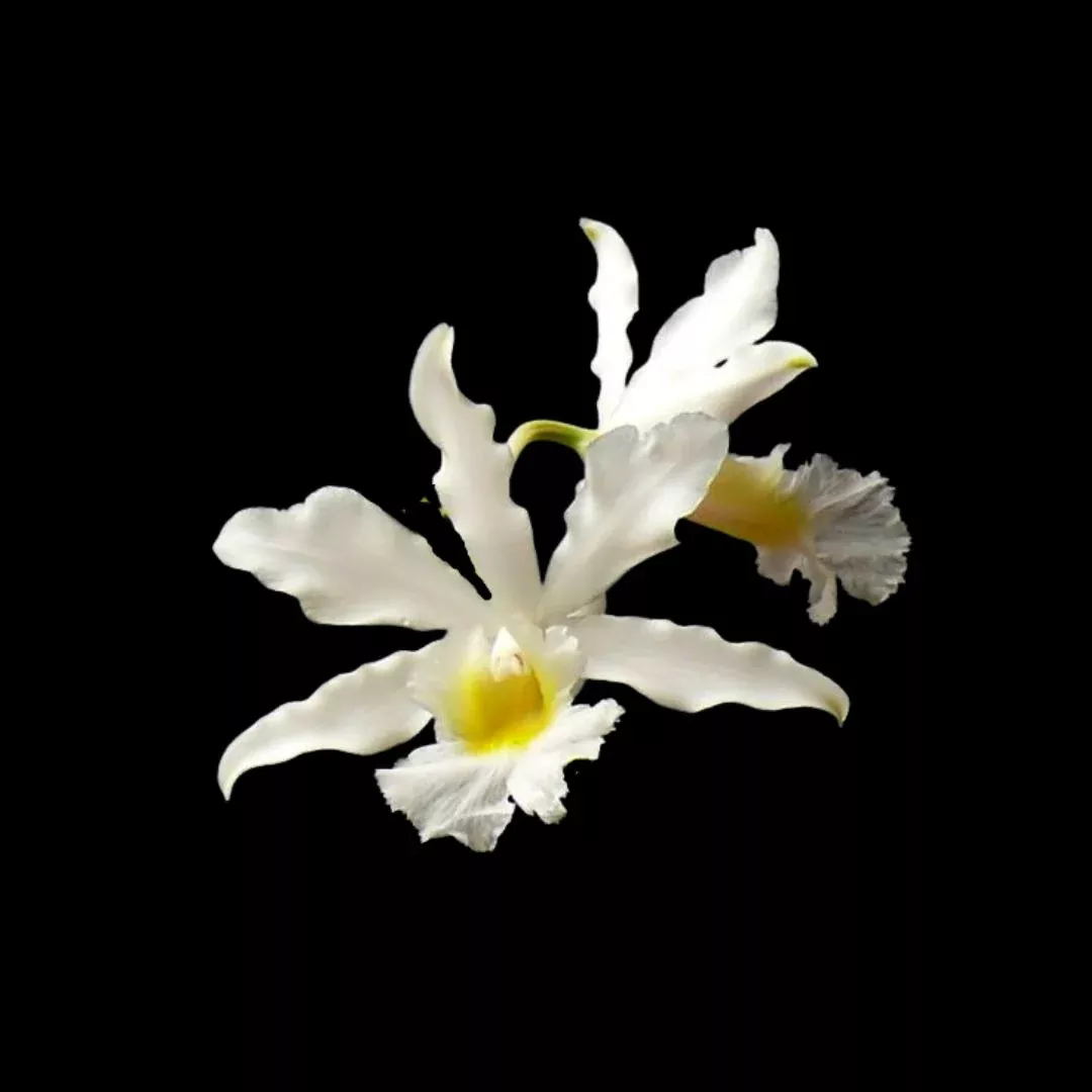 Cattleya Myrmecophila humboldtii var. alba