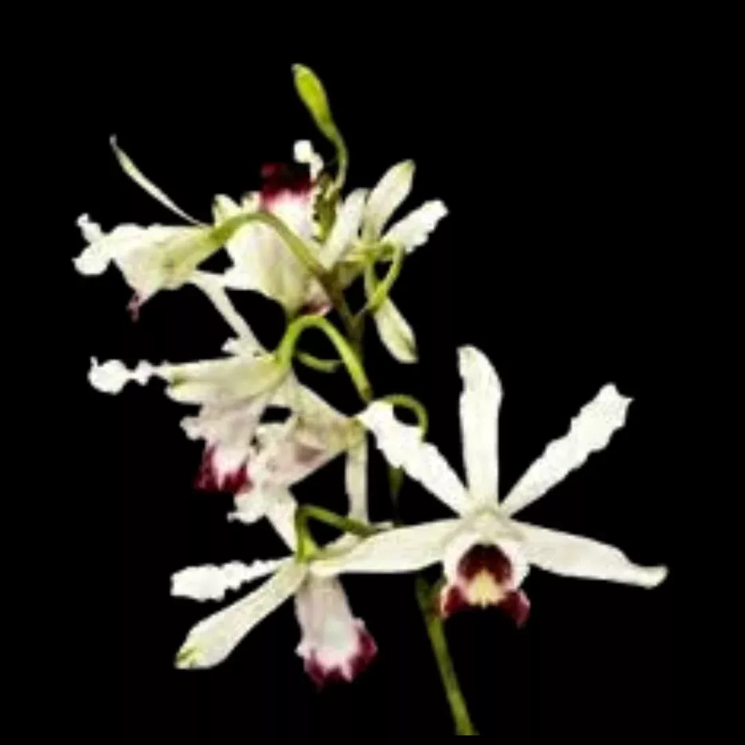 Cattleya Myrmecophila thomsoniana var. alba