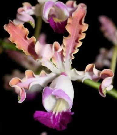 Cattleya Myrmecophila thomsoniana var. ‘Pink’