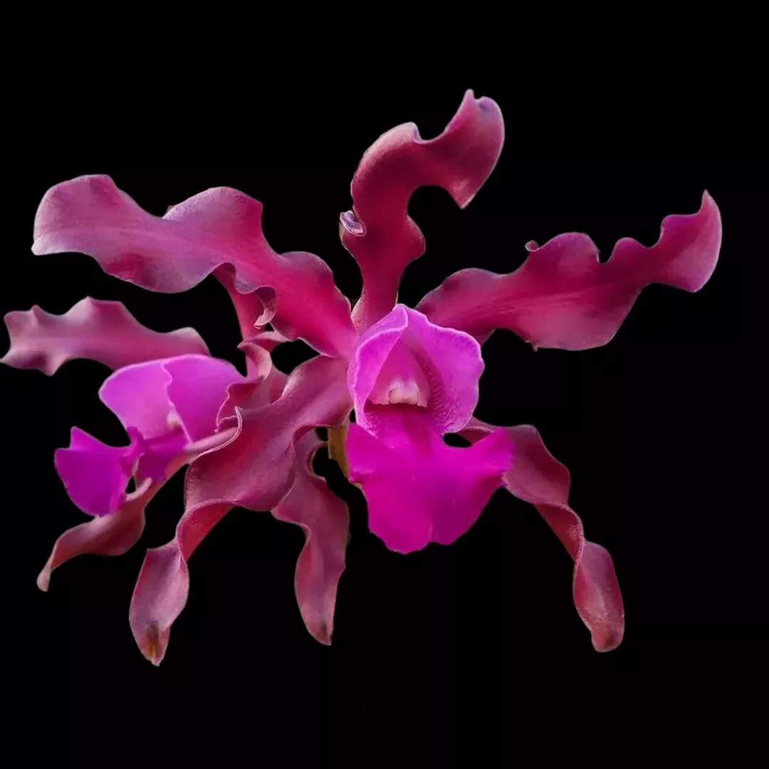 Cattleya Myrmecophila tibicinis x Cattleya bicolor