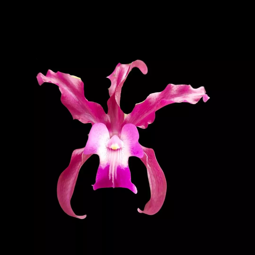 Cattleya Myrmecophila undulata x Cattleya bowringiana