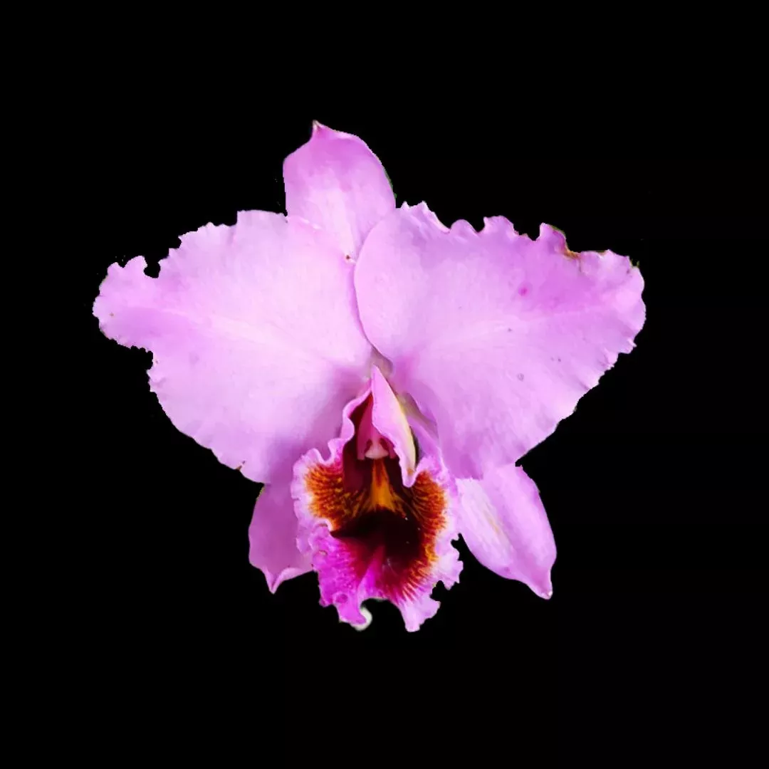 Cattleya percivaliana var. aureana