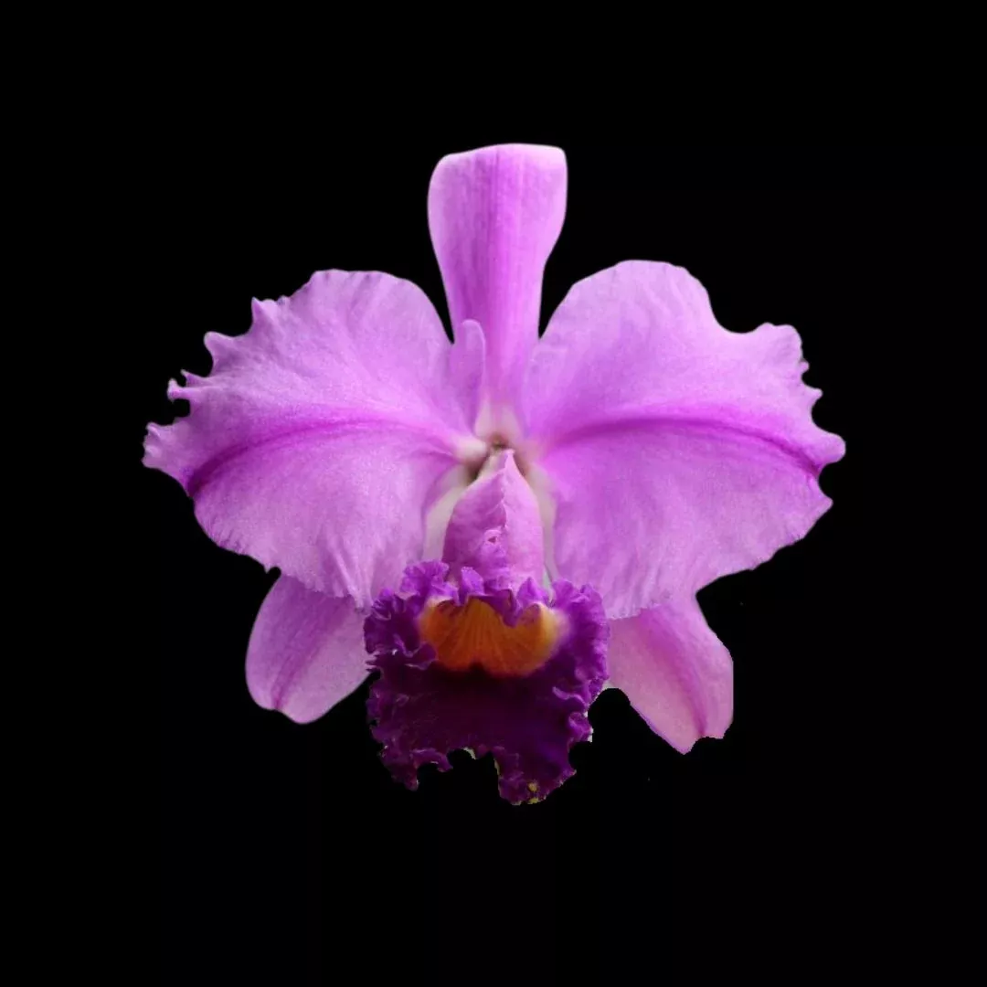 Cattleya trianae ‘Cashen’s’ FCC/AOS