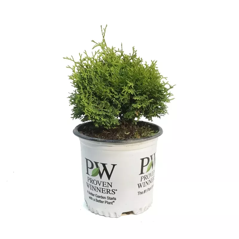 Cedar, 8 in, Tater Tot