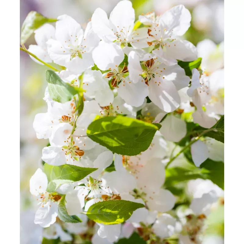 Centennial Edible Crabapple