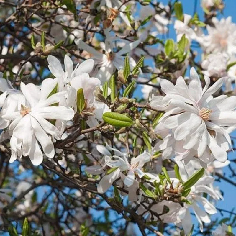Centennial Magnolia White Flower Tree