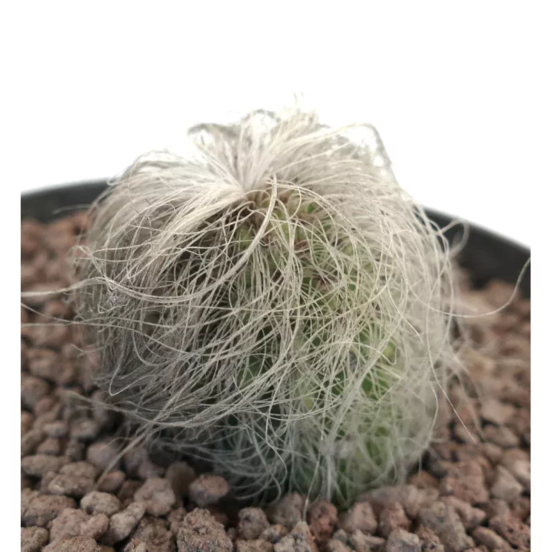 Cephalocereus senilis