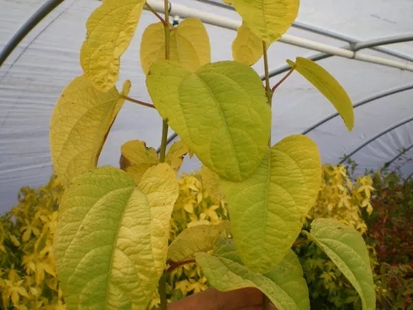 Cercidiphyllum japonicum Claim Jumper