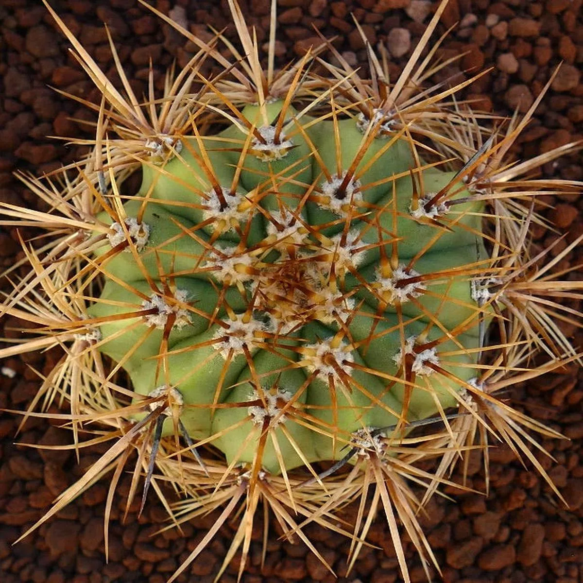 Cereus pasacana CE71