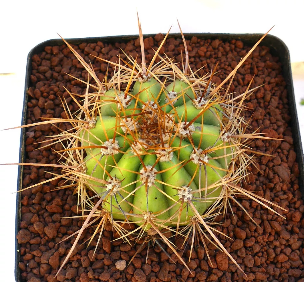 Cereus pasacana SELECTED 16cm diameter