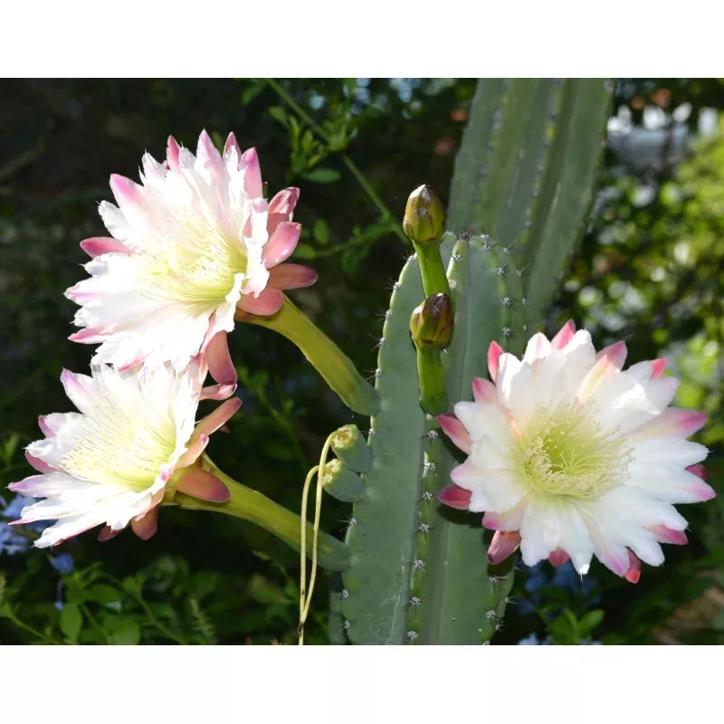 Cereus stenogonus SEEDS