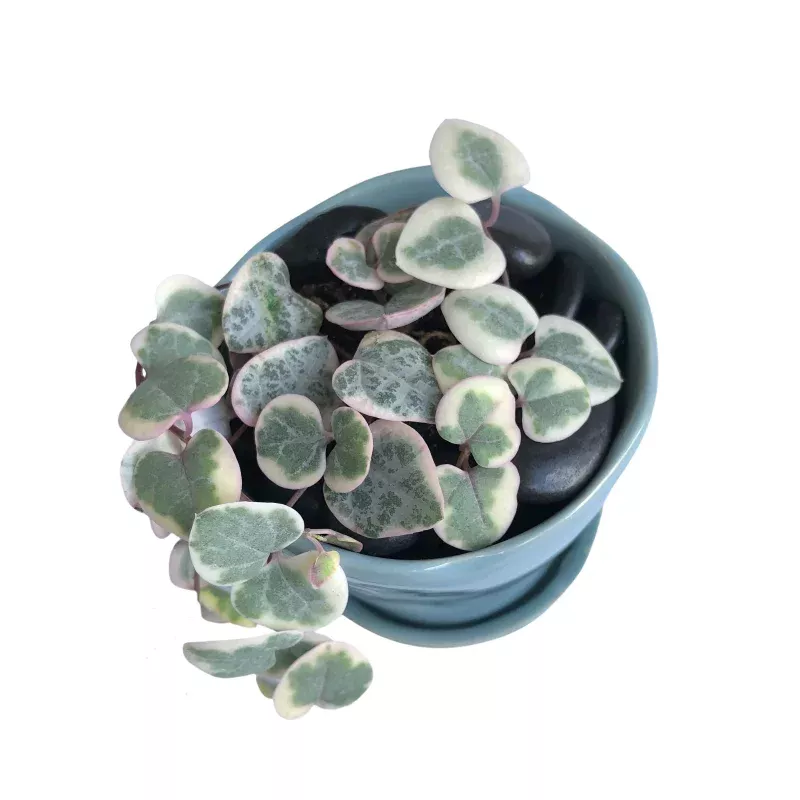 Ceropegia Woodii Variegata, String of Hearts, (Random)