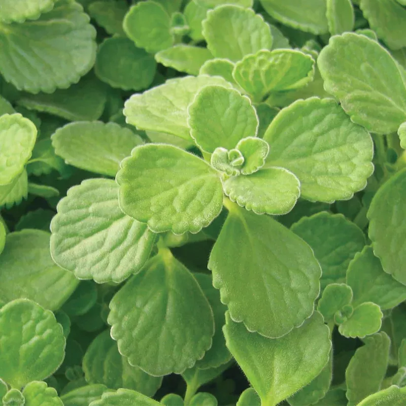 Cerveza ‘n Lime Plectranthus
