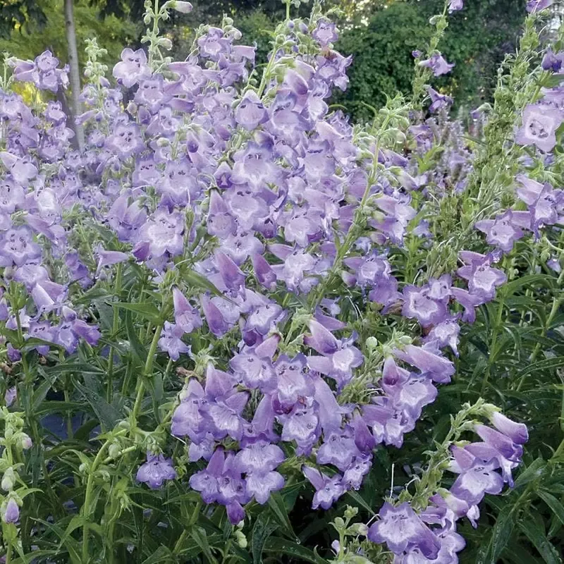 Cha Cha Lavender Penstemon