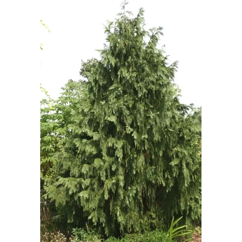 Chamaecyparis nootkatensis Glauca Pendula
