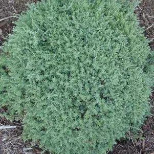 Chamaecyparis Obtusa `Blue Feathers`