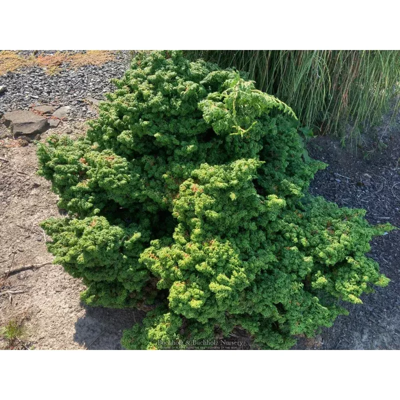 Chamaecyparis obtusa ‘Maureen’Rare Conifer