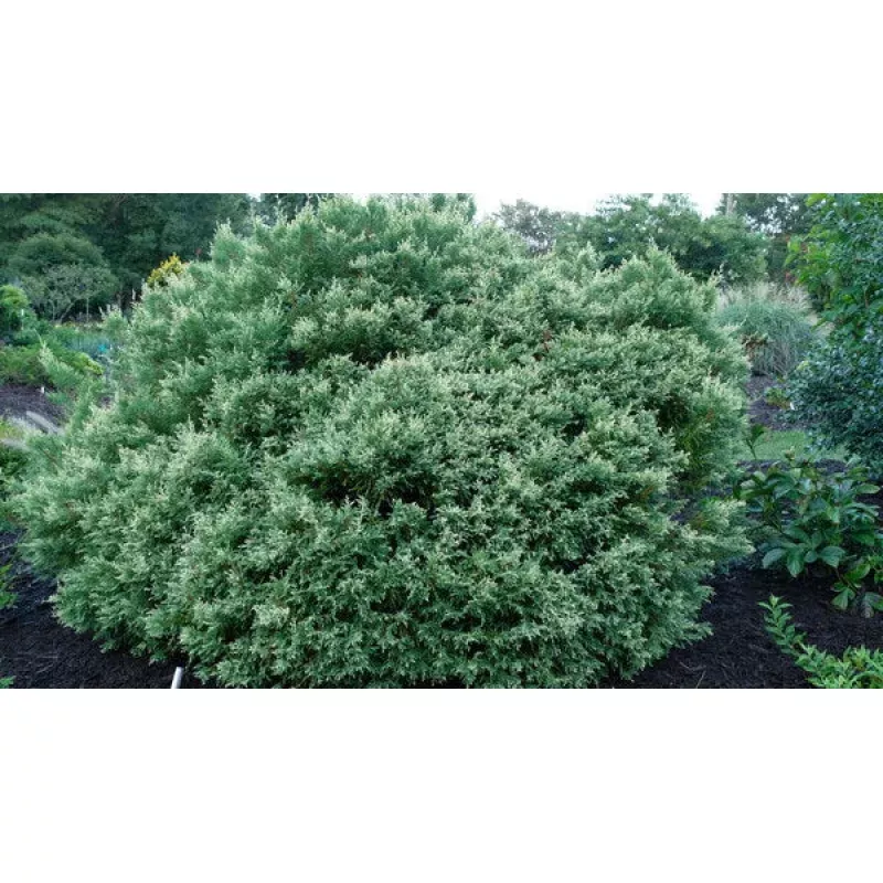 Chamaecyparis pisifera Clouded Sky