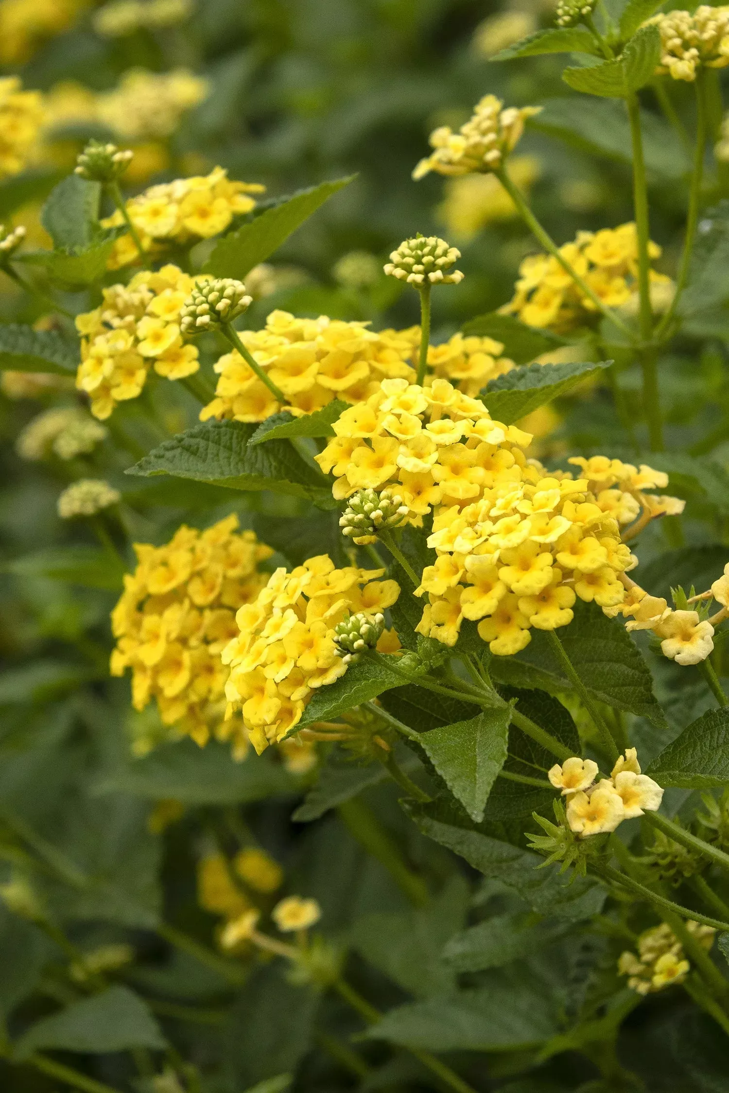 CHAPEL HILL YELLOW LANTANA 1gal