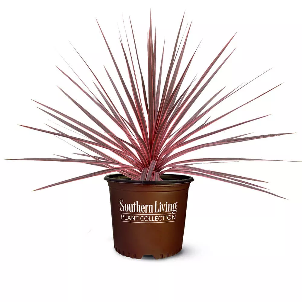 ‘Charlie Boy’ Cordyline