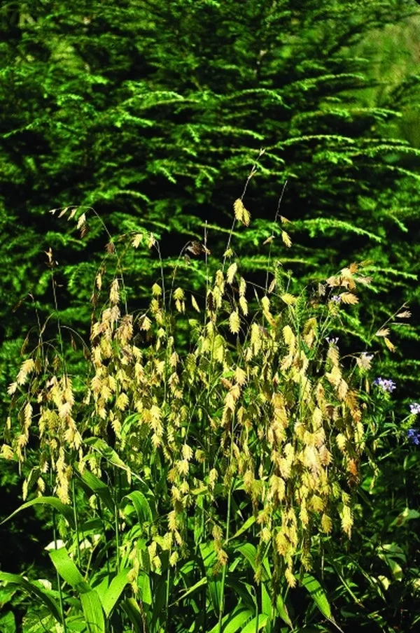 Chasmanthium latifolium