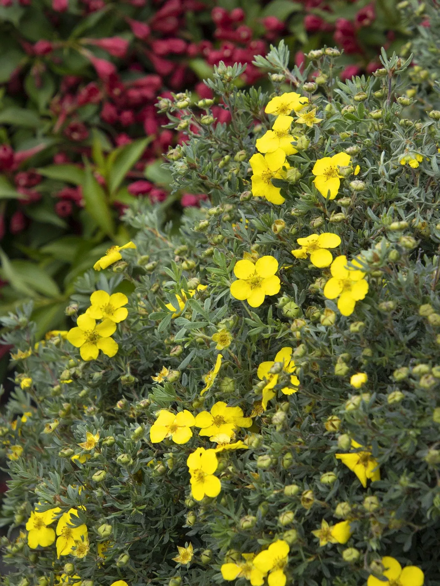 CheeseHead Potentilla
