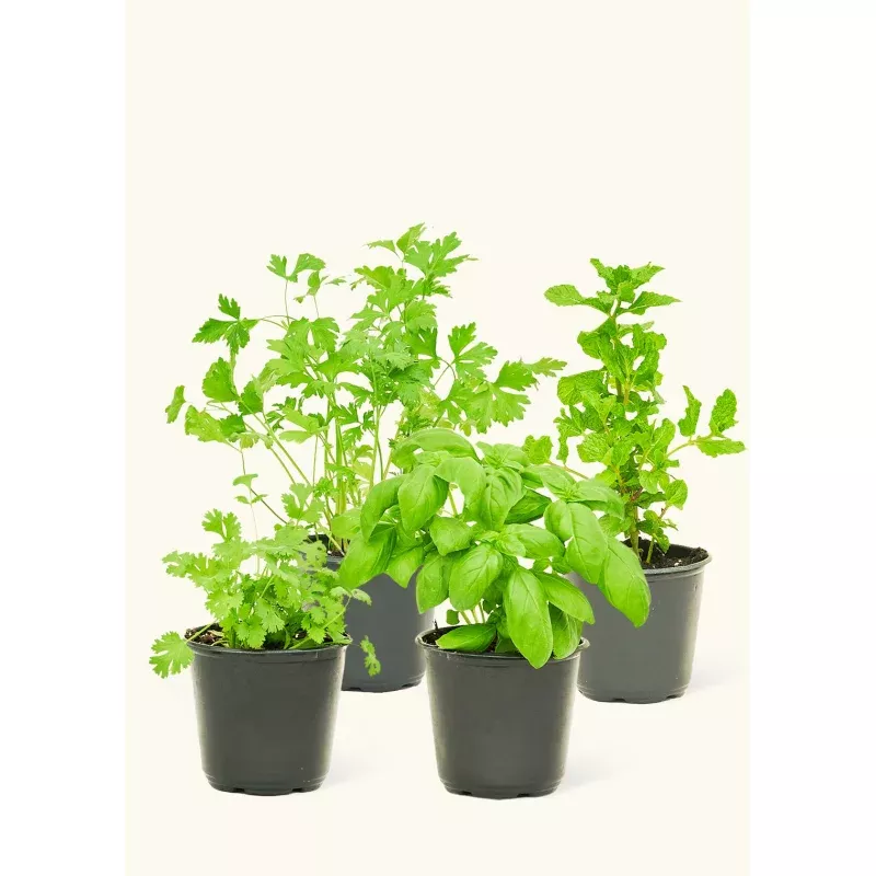 Chef's Choice Herb Kit