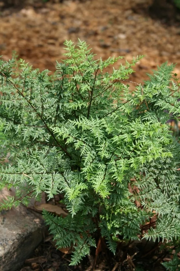 Cheilanthes quadripinnata coll A1SA 147