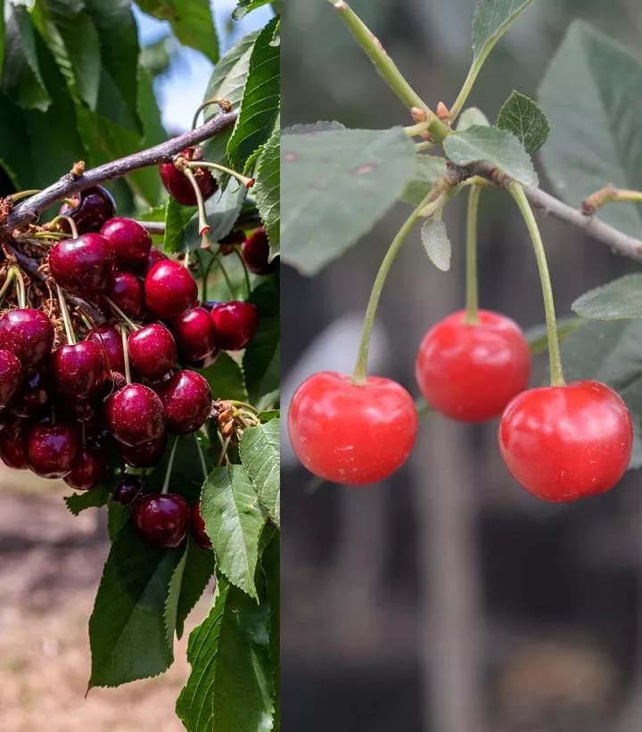 Cherry, 4-in-1 Cold Climate Grafted Cherry