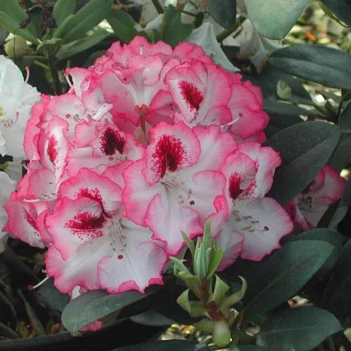 Cherry Cheesecake Rhododendron