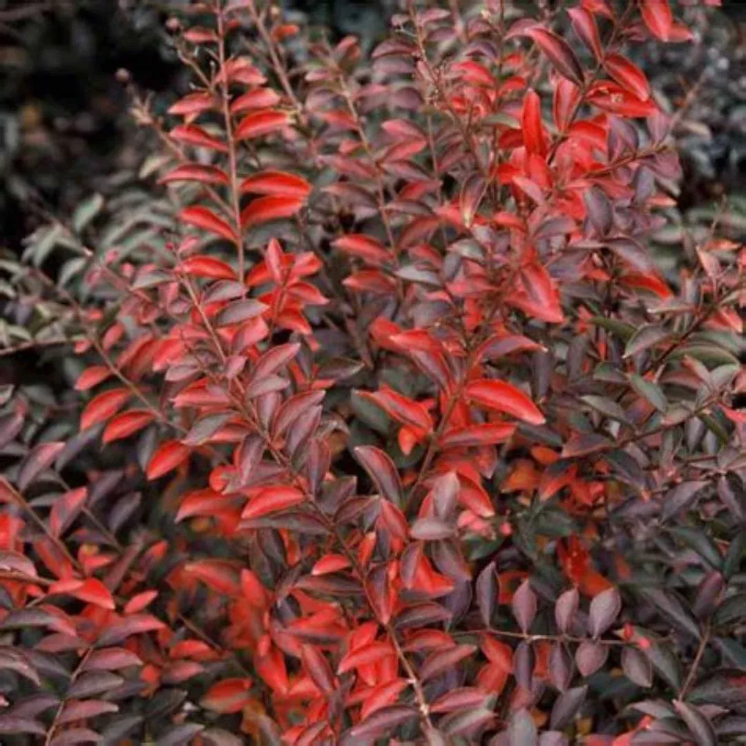 Cherry Dazzle Crape Myrtle – Cherry-Red Compact Shrub, Bold Foliage (Lagerstroemia)
