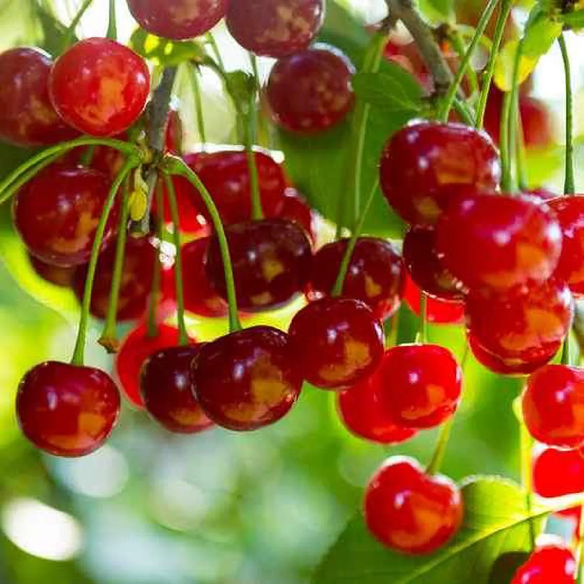 Cherry Merton Glory
