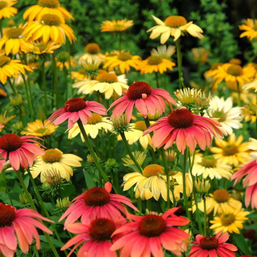 ‘Cheyenne Spirit’ Echinacea Mix